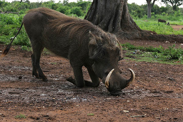 Warthog in Mole National Park, Ghana